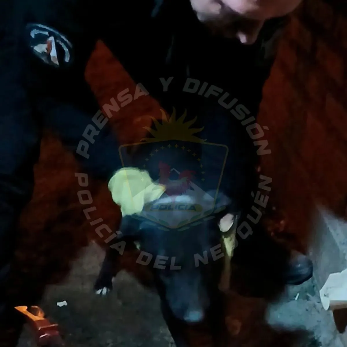 El perrito, despu&eacute;s de ser liberado por los bomberos. Foto : Polic&iacute;a de Neuqu&eacute;n.