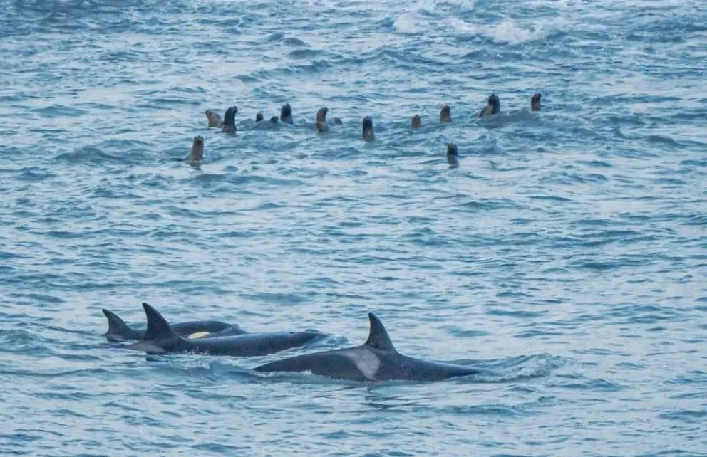 Lobos rodeados. Enseñaron a cazar a las crías. Fotos Secretaría de Ambiente y Cambio Climático.