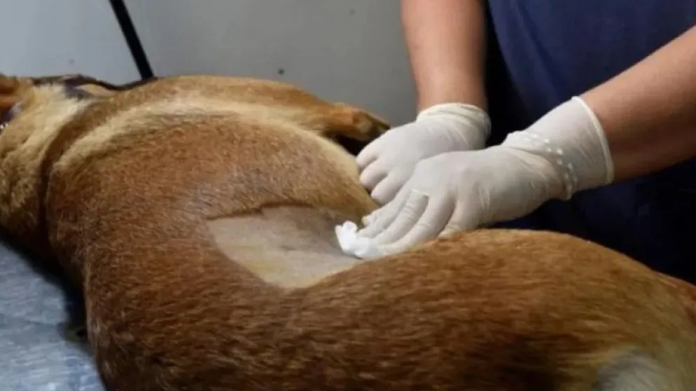 La licitación privada Nº 07/2025 tiene un presupuesto oficial de $84 millones. La apertura será la semana que viene (foto archivo).