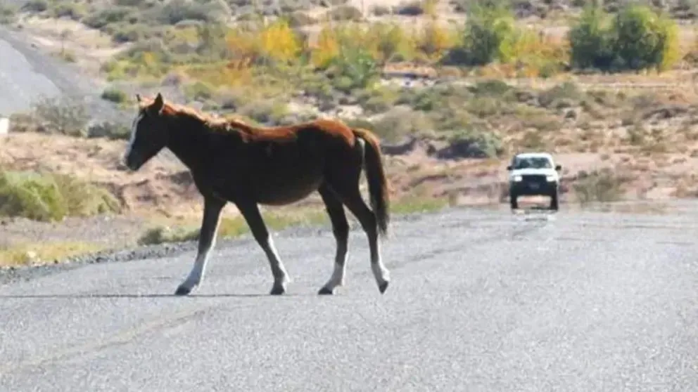 Los accidentes en las rutas por culpa de animales que se cruzan cada vez son más. 