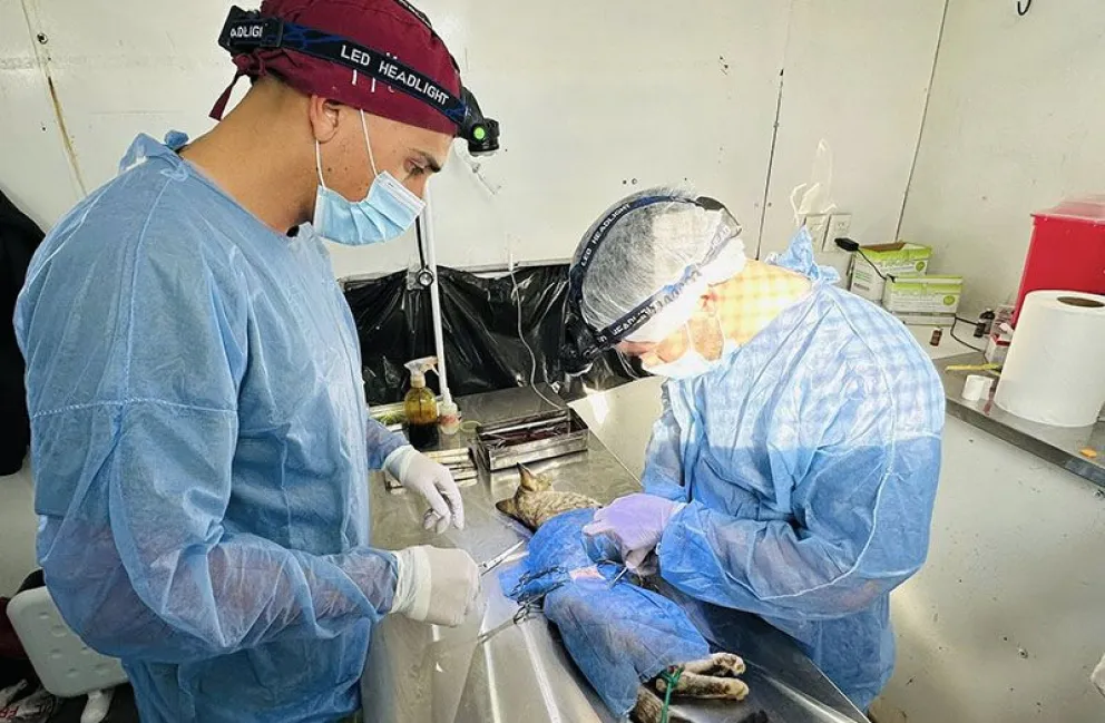 En diciembre se harán las dos últimas jornadas de castraciones en Huergo. Foto: archivo