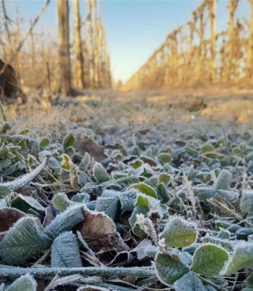 Desde el sector rural conocido como Tercera Zona, Emanuel nos envió una postal que ilustra cómo golpea a esta hora la helada extrema. 