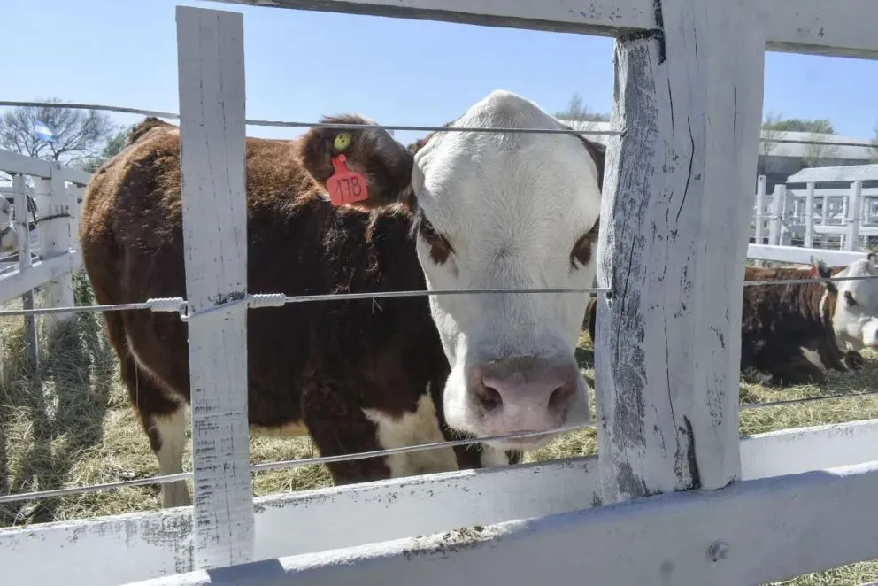 La novedad incluye la incorporación de una hembra entre los animales presentados.