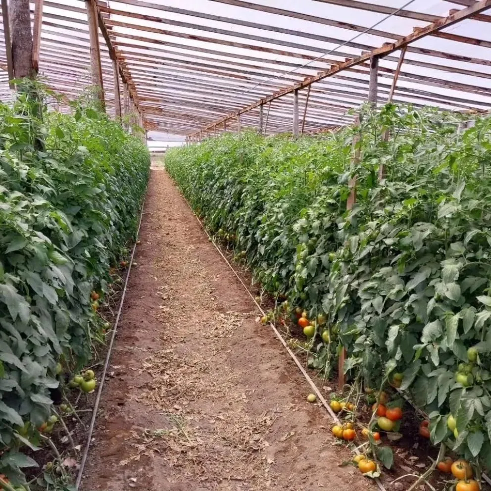 Los invernaderos y su producción son de enorme utilidad en la región sur rionegrina.