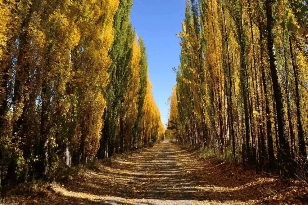 La mascota que buscan se llama Marilyn y ya difundieron su foto.