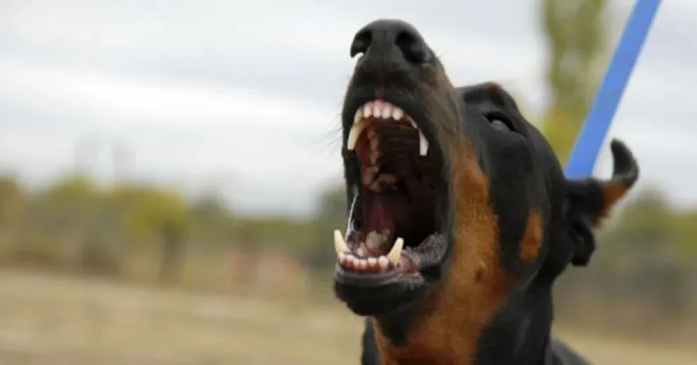 Un perro puede morder si se siente amenazado o asustado. En Río Negro ya se registraron más de 1.200 mordeduras en lo que va del año.. Foto (archivo)