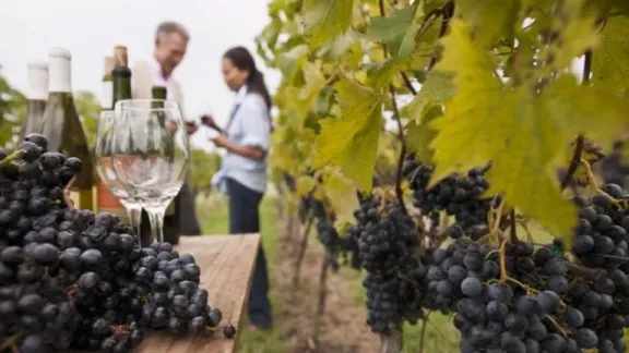 La Ruta del Vino de Río Negro se renueva y bodegas de la Patagonia se unen al enoturismo | LCR Diario Digital