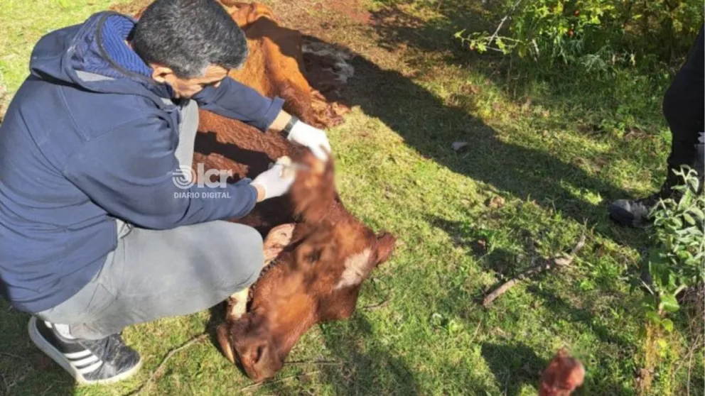 Este mes se registraron tres denuncias por abigeato. (Foto ilustrativa de archivo)