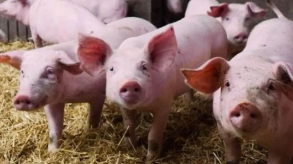 En Catriel buscan diversificar su producción más allá del petróleo