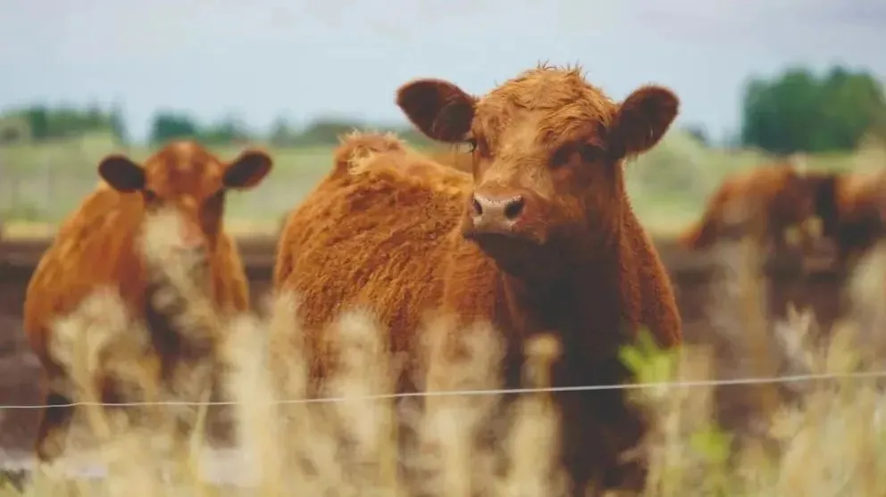 La propuesta permite acceder a crédito.