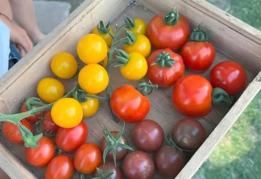 Tomates más sabrosos y resistentes, la mira de los investigadores.