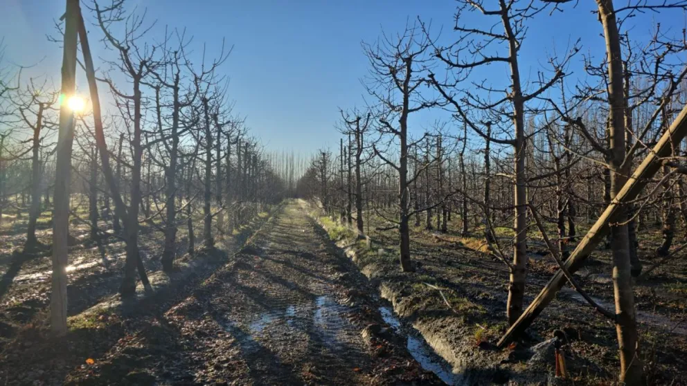 Foto enviada por el INTA a la hora de informar sobre los registros que reportaron los productores en la zona rural del Alto Valle Este. 