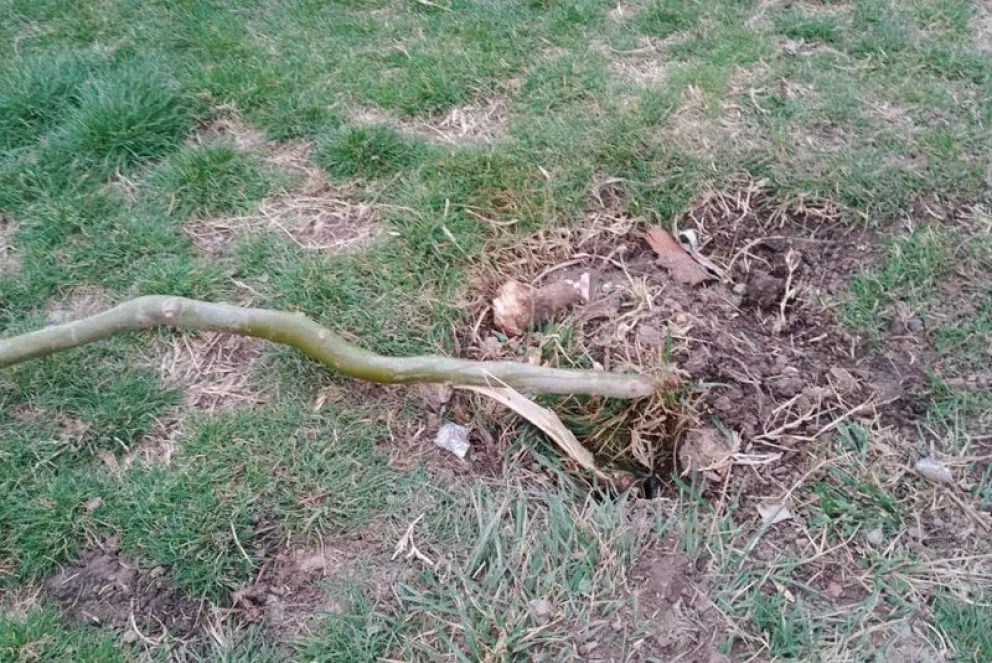 En Huergo, árboles que fueron plantados hace pocos días fueron rotos y arrancados. (Fotos gentileza)