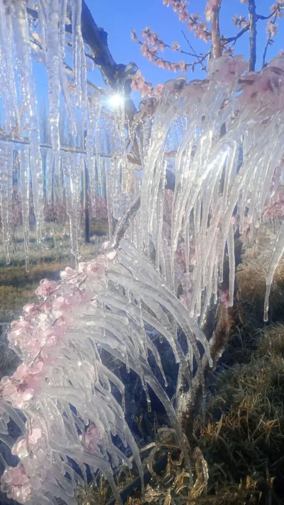 El pron&oacute;stico se cumpli&oacute; y en algunas chacras las heladas llegaron a los -7&deg; cent&iacute;grados