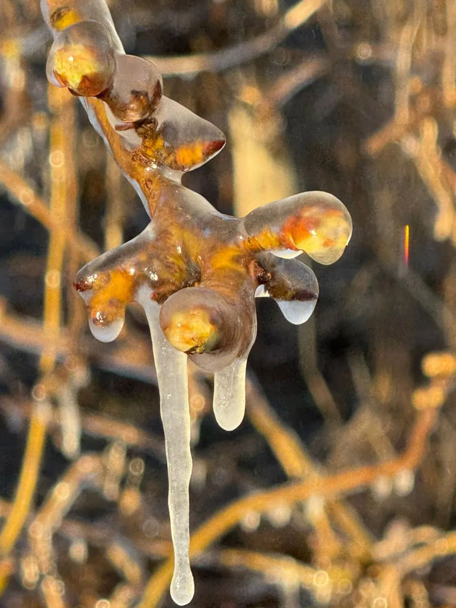 En chacras de Mainqu&eacute; la temperatura lleg&oacute; a -5&ordm; C (Foto gentileza).