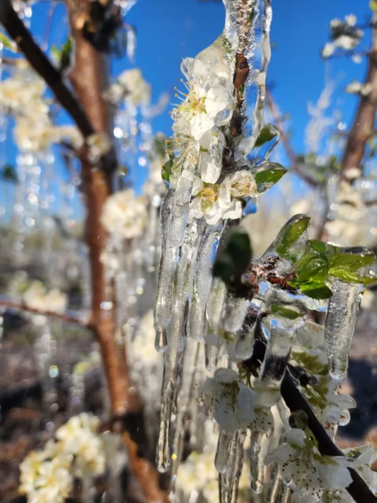 En la zona de Alberdi hubo chacras con -5º C, en Chichinales con -6º C y cerca de la costa en Regina fue de -7ºC (Fotos Diego Rivas).