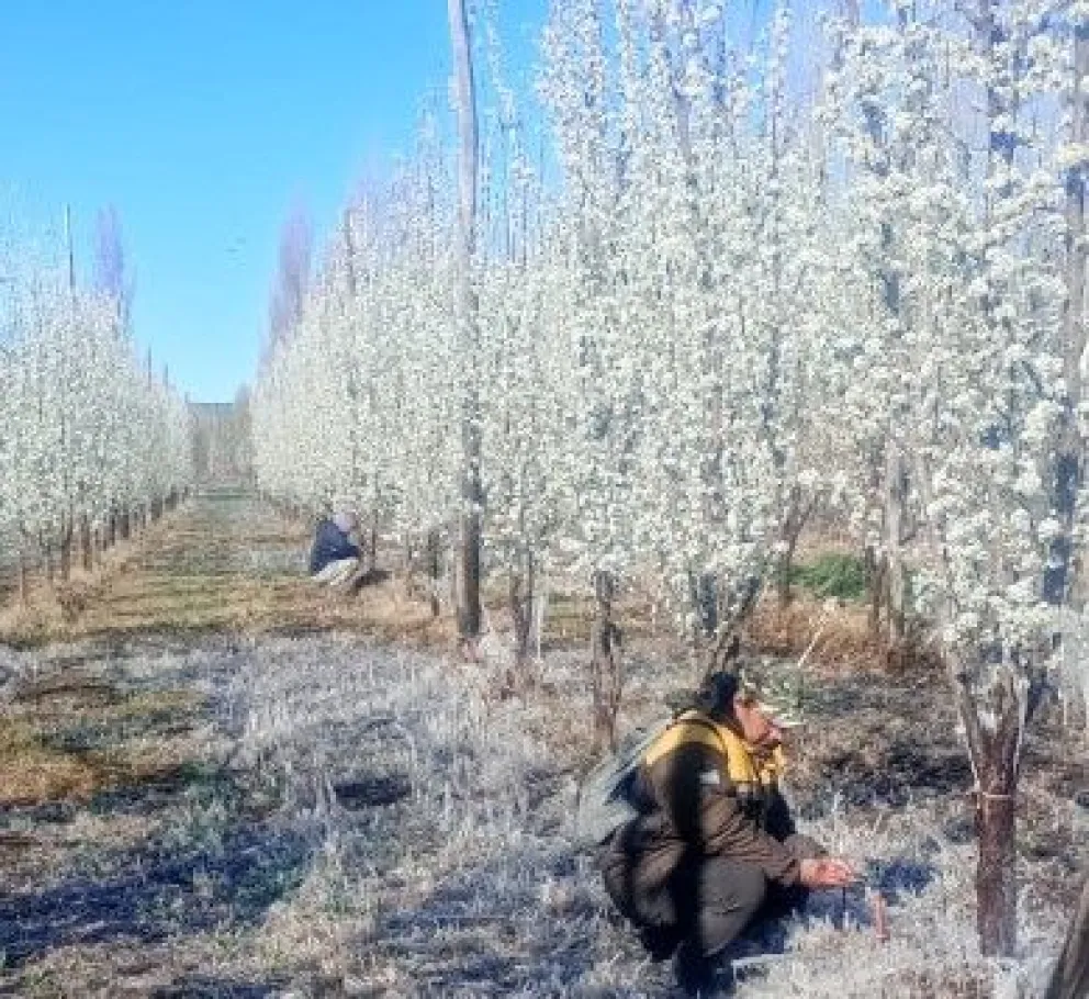 Compartimos una imagen de la zona rural de Regina donde se refleja cómo se defendió la cosecha durante esta semana que despedimos. 