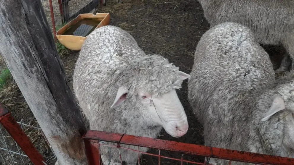 Ejemplares Merino de 10 meses. Foto INTA.