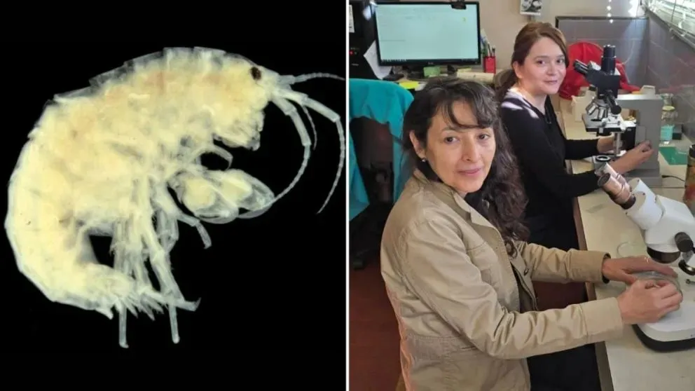 Un trabajo que fortalece la cooperación entre instituciones locales y nacionales. (Fotos gentileza)