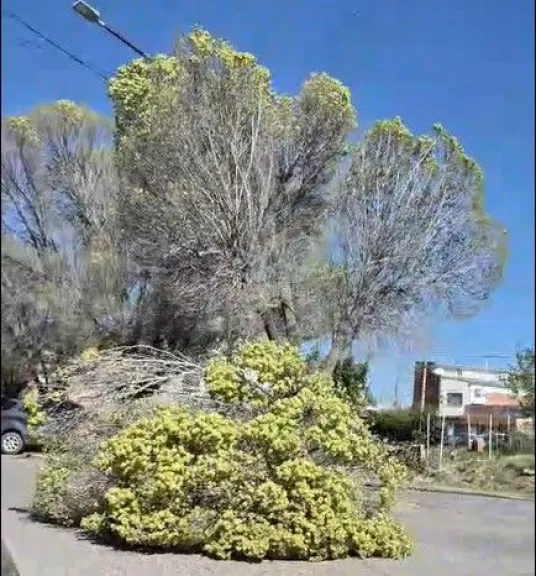 En calle Jos&eacute; Hern&aacute;ndez hubo un desprendimiento en un &aacute;rbol (Foto gentileza).