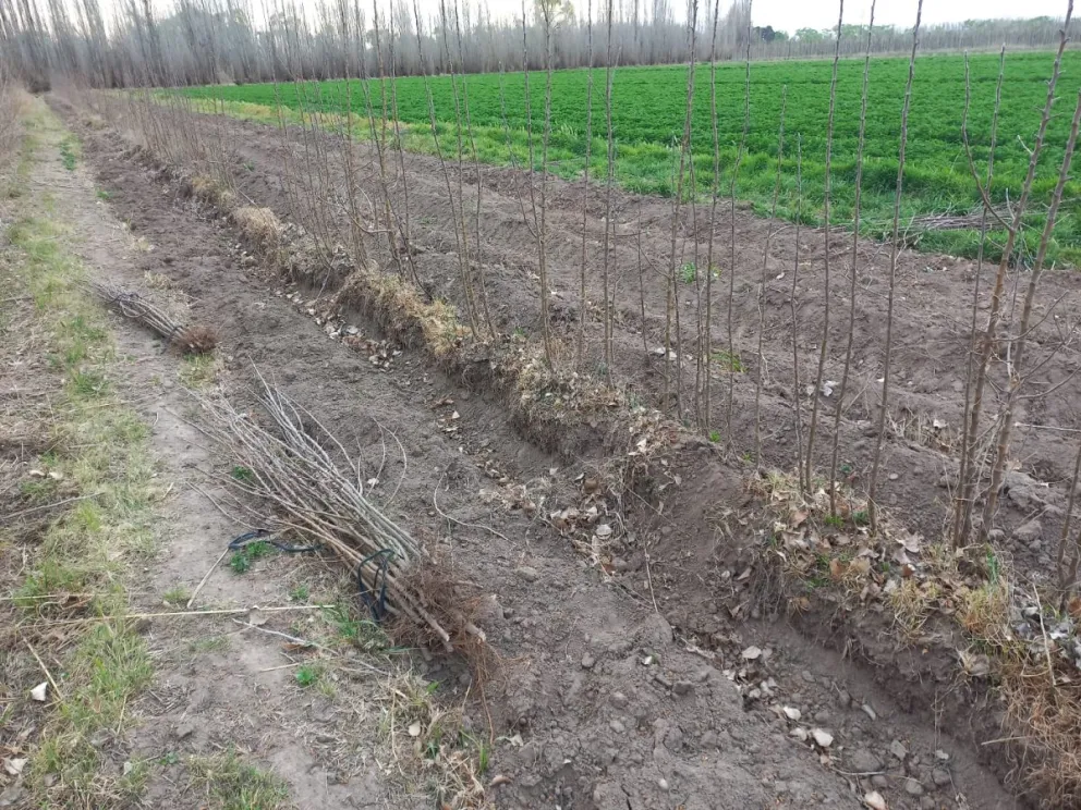 Si bien fueron retirados, los porta injertos quedaron en la chacra (Foto gentileza).