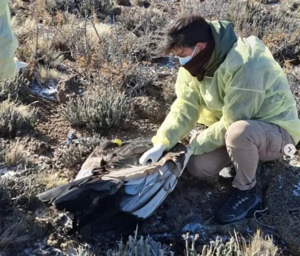 Técnicos especializados revisan el cuerpo de Huasi, el cóndor andino envenenado con carbofurán en la zona de El Caín. Foto (redes)