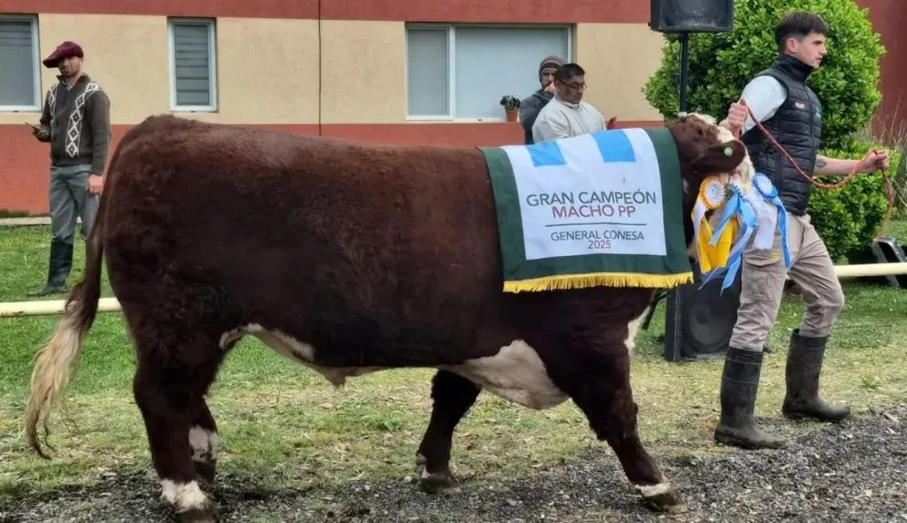 De los 220 animales presentados en el remate de Conesa se vendieron 116.