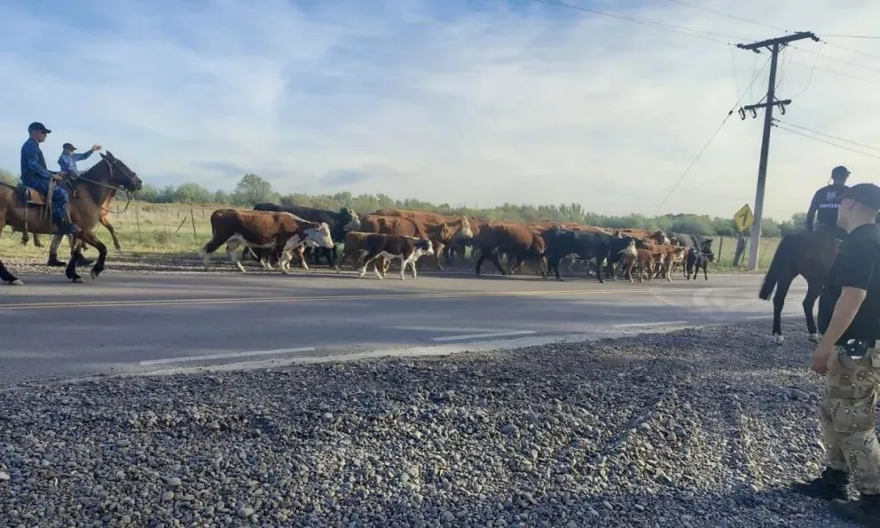 Foto: Policía de Río Negro