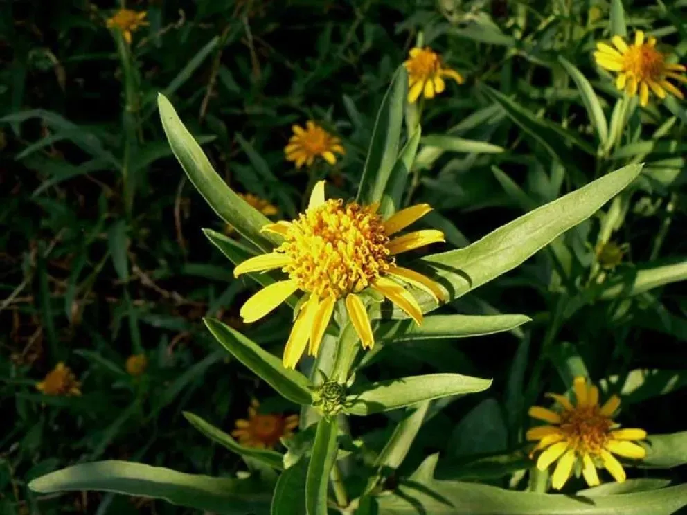 "Vamos a atacarlo a tiempo con capacitación", dijo Servera sobre este problema.
