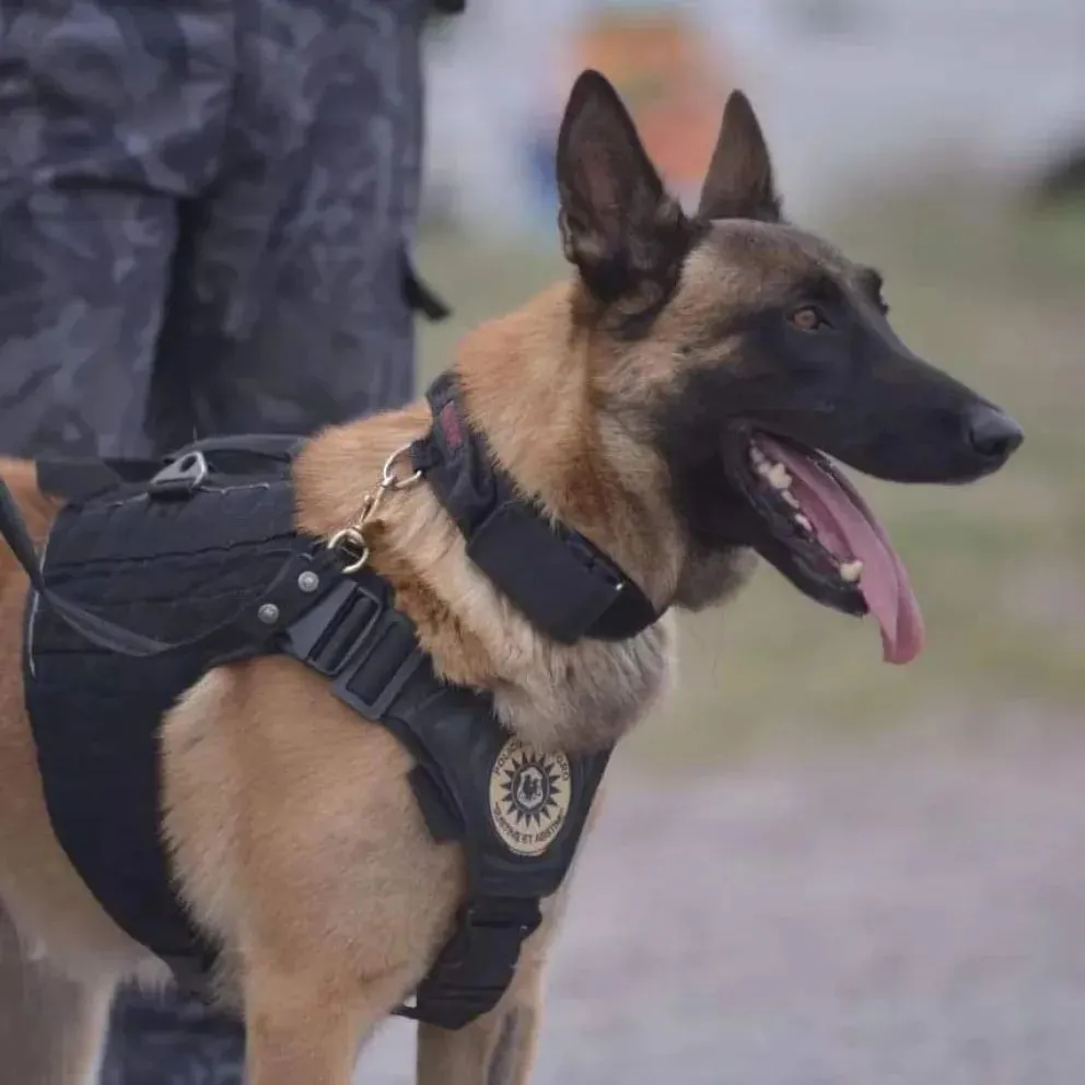 El perro Máximo, de la división Canes de Antinarcóticos Allen, detectó la droga durante un control en la Ruta 22. Foto: Policía de Río Negro archivo