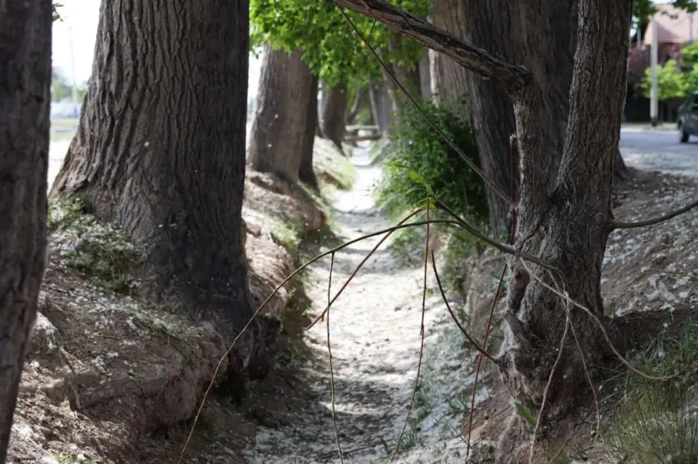 La pelusa del álamo cubre el suelo y el pasto a orillas del Canal Grande, un fenómeno típico de la primavera en el Alto Valle. Foto: Tania Domenicucci-ANR