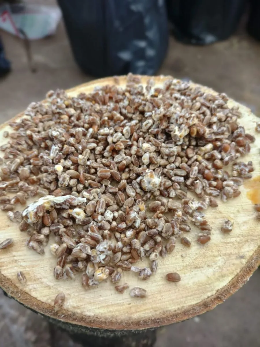 In&oacute;culo ("semilla") en el tronco. Foto: gentileza