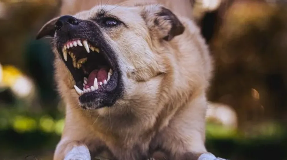 El registro el voluntario y permitirá a los propietarios recibir información y capacitación para controlar a sus mascotas. Foto: archivo