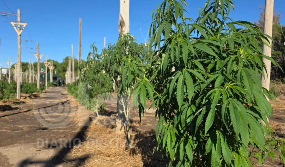 La plantación de marihuana encontrada en la zona rural fue captada a partir de la utilización de drones. Foto gentileza.