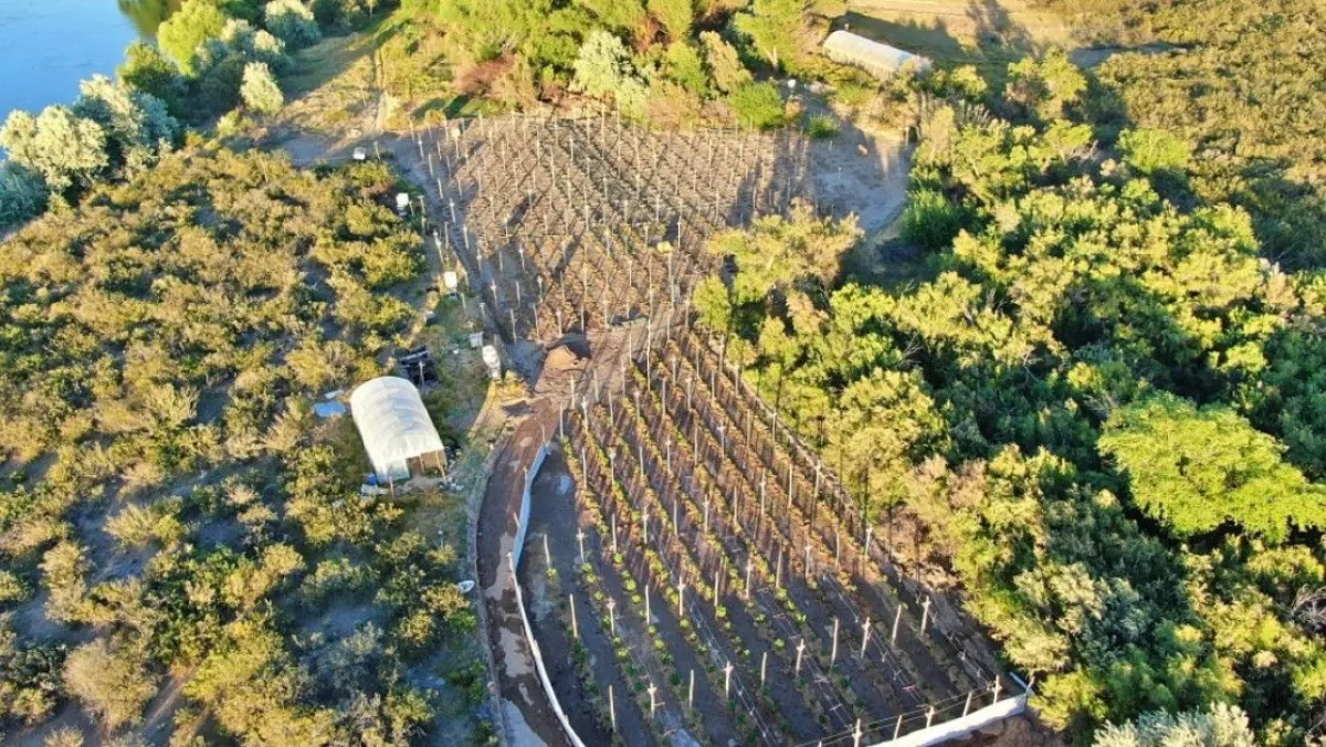 En una chacra se encontraron 693 plantas de marihuana. Foto gentileza.