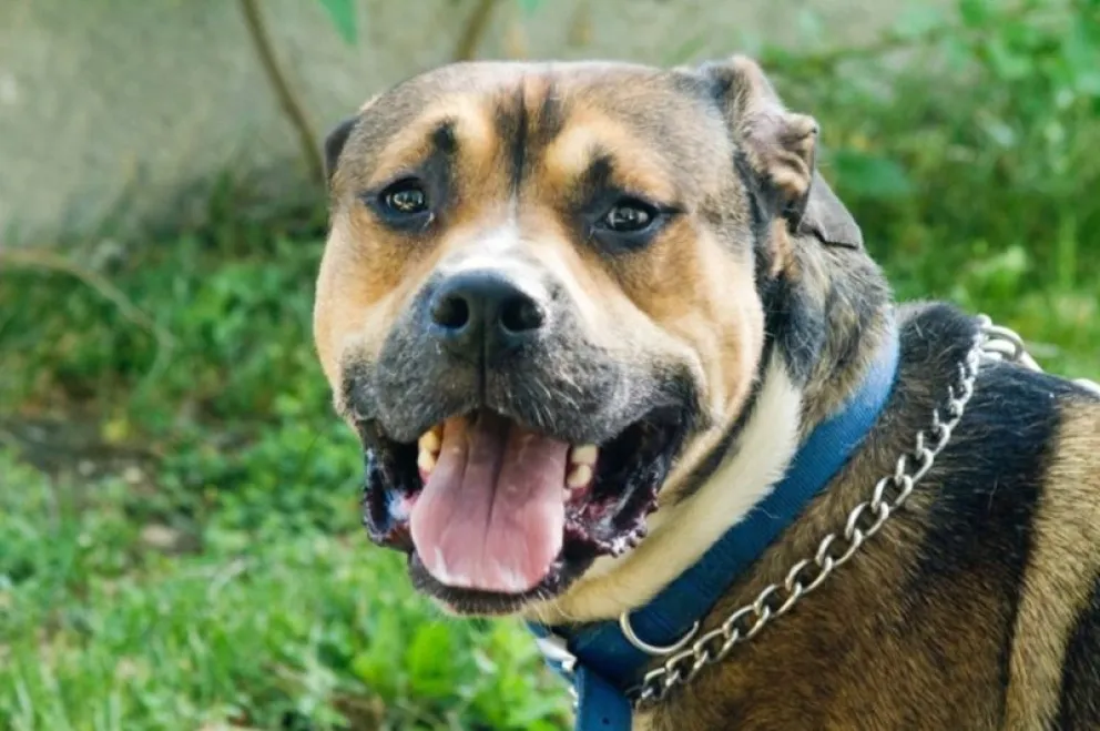 Los perros fueron secuestrados en un allanamiento por un presunto maltrato animal. Foto: imagen ilustrativa