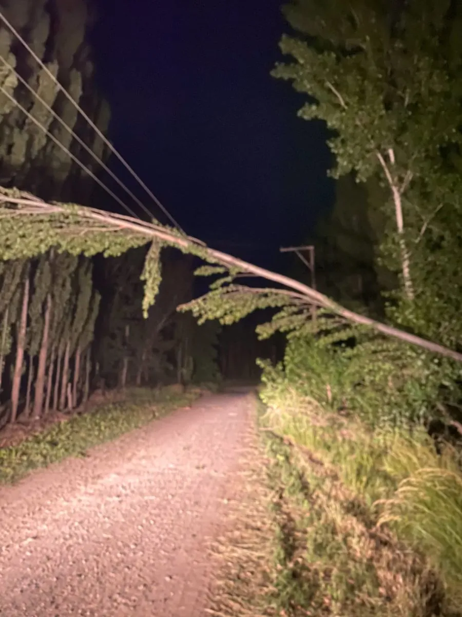 En Mainqué un álamo cayó sobre la red troncal de abastecimiento. Foto gentileza.