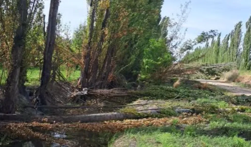 El Consorcio de Riego trabajó para despejar canales de riego de árboles caídos tras el temporal de viento. Foto: gentileza