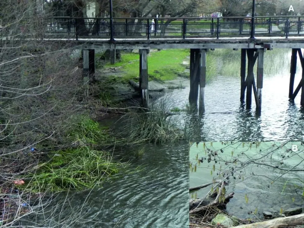 En el muelle de lanchas de Carmen de Patagones fueron hallados los ejemplares. Fotos: gentileza.