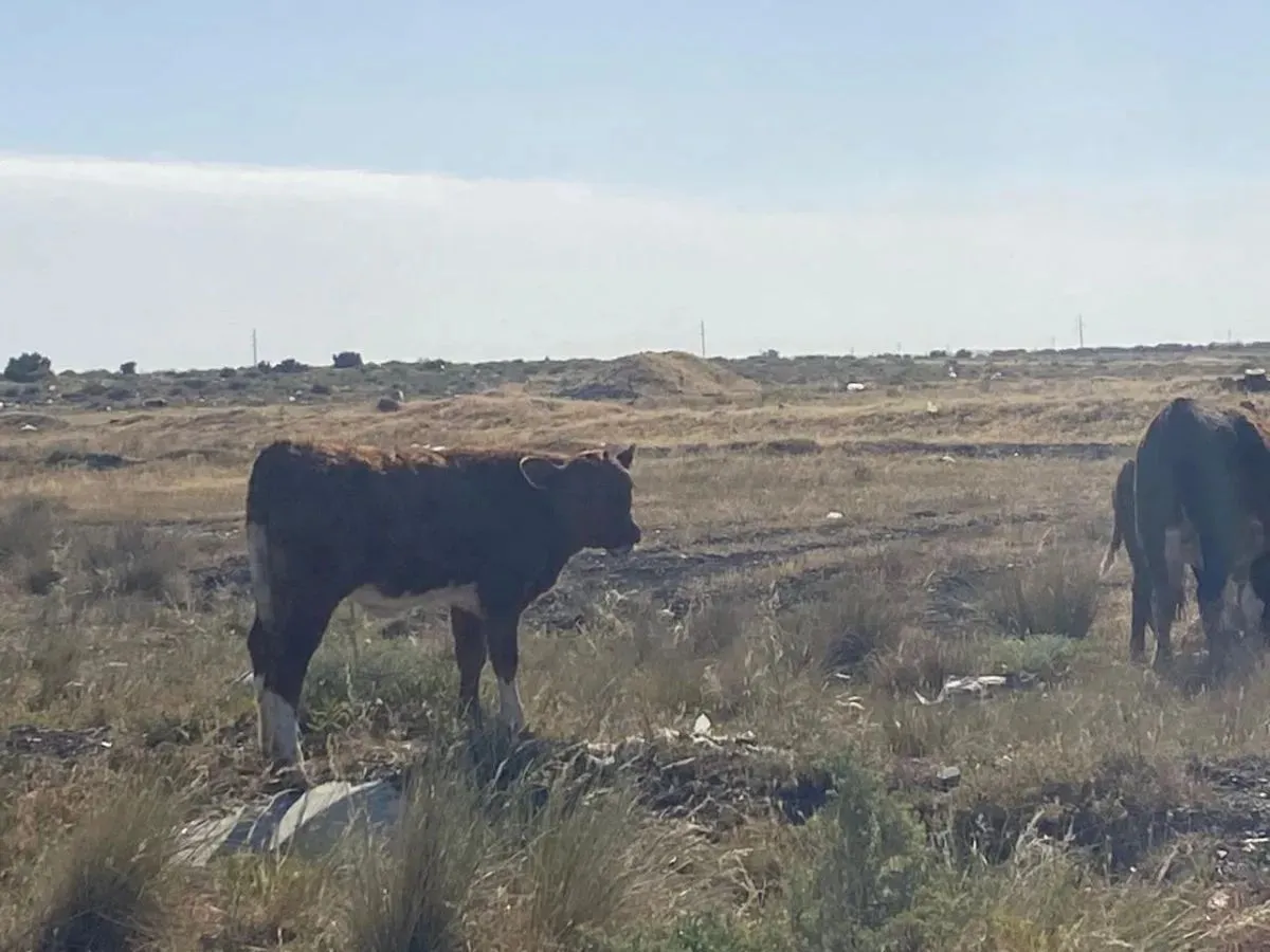 Un ternero aliment&aacute;ndose con papel