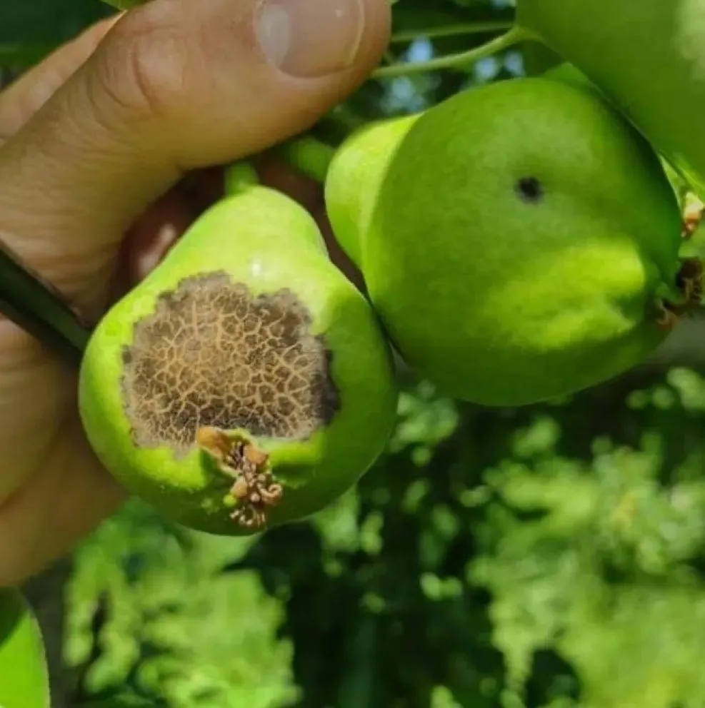 El INTA recomendó reforzar los controles en perales tras las lluvias que elevaron el riesgo sanitario en la región. Foto: INTA