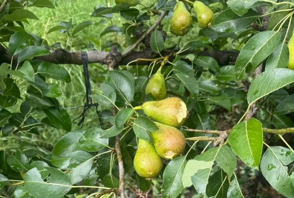 El granizo del domingo por la tarde también generó importantes daños en chacras de Valle Azul. Fotos: gentileza