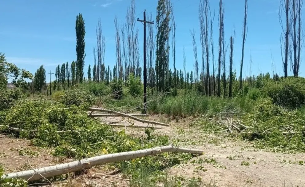 Trabajos que ejecutó un privado con la tala de árboles provocó el corte del servicio eléctrico en la localidad. Foto: gentileza