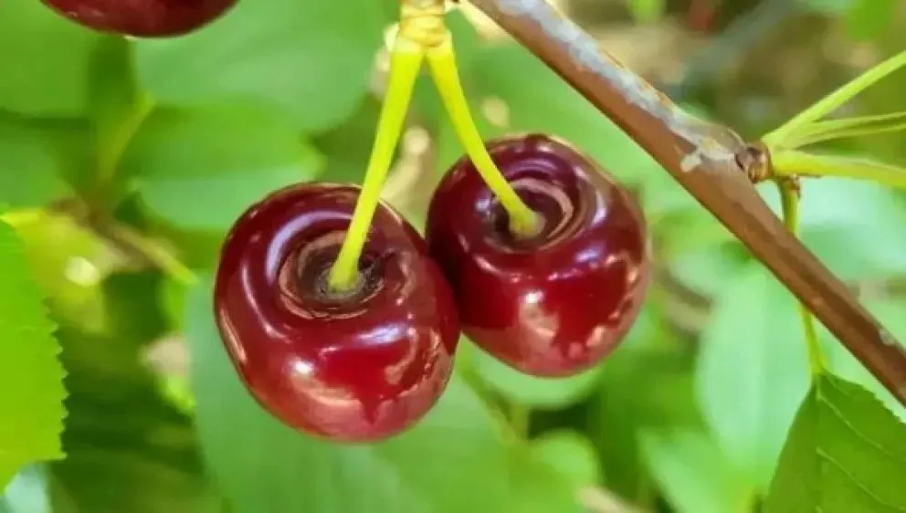 260 hectáreas con cerezos con problemas. Foto web.
