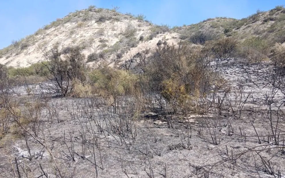 Bomberos de Regina interviene en un incendio de campo en la margen sur del río Negro. Foto: archivo