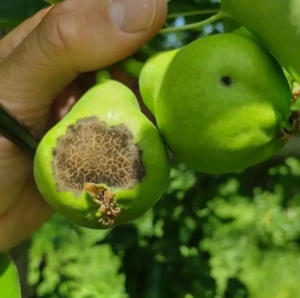 El INTA recomendó reforzar los controles en perales tras las lluvias que elevaron el riesgo sanitario en la región. Foto: INTA