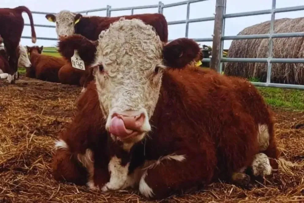 Importante estudio para la raza Hertford.