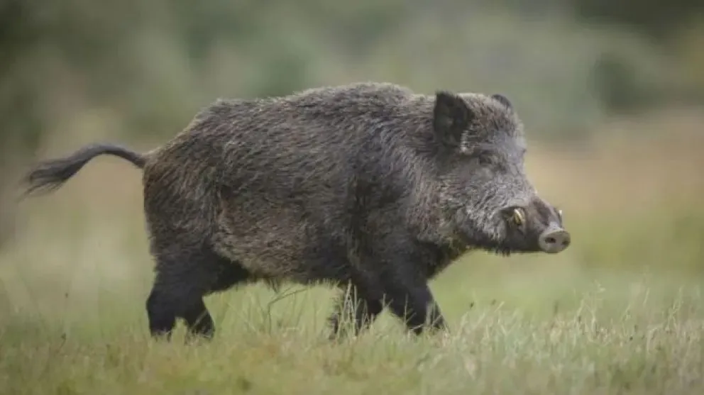 El jabalí gana terreno en la provincia de Río Negro. Foto: archivo