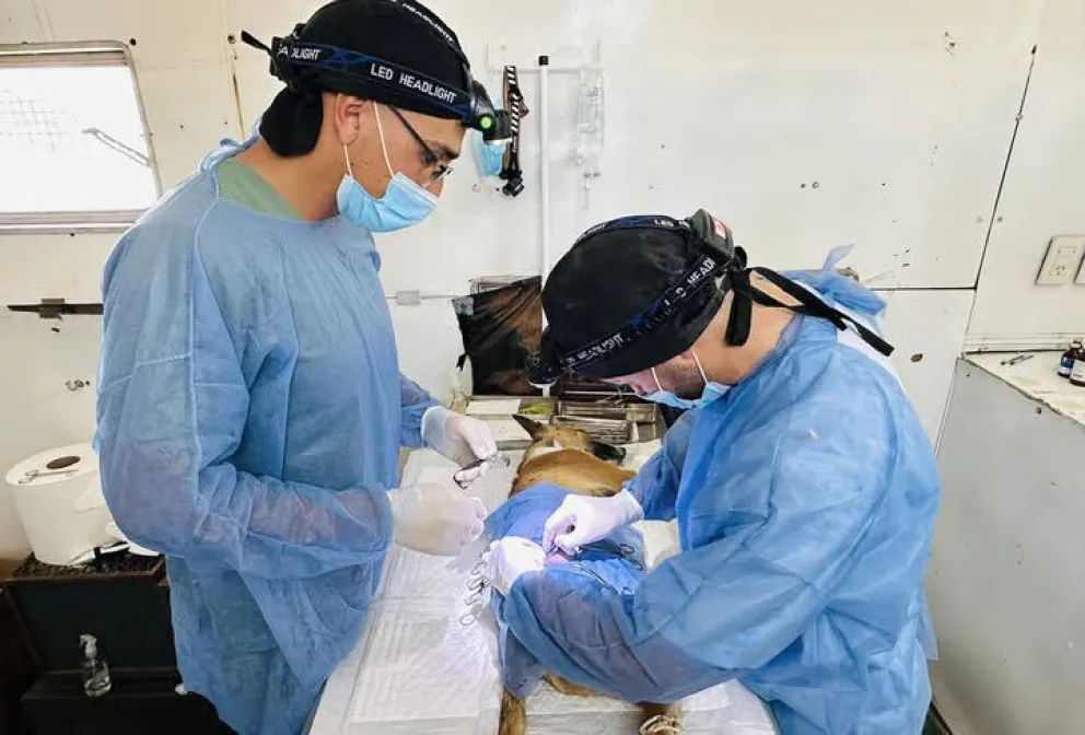 Este lunes y mañana martes se desarrollan las dos primeras jornadas de castraciones caninas y felinas en Huergo. Foto: archivo