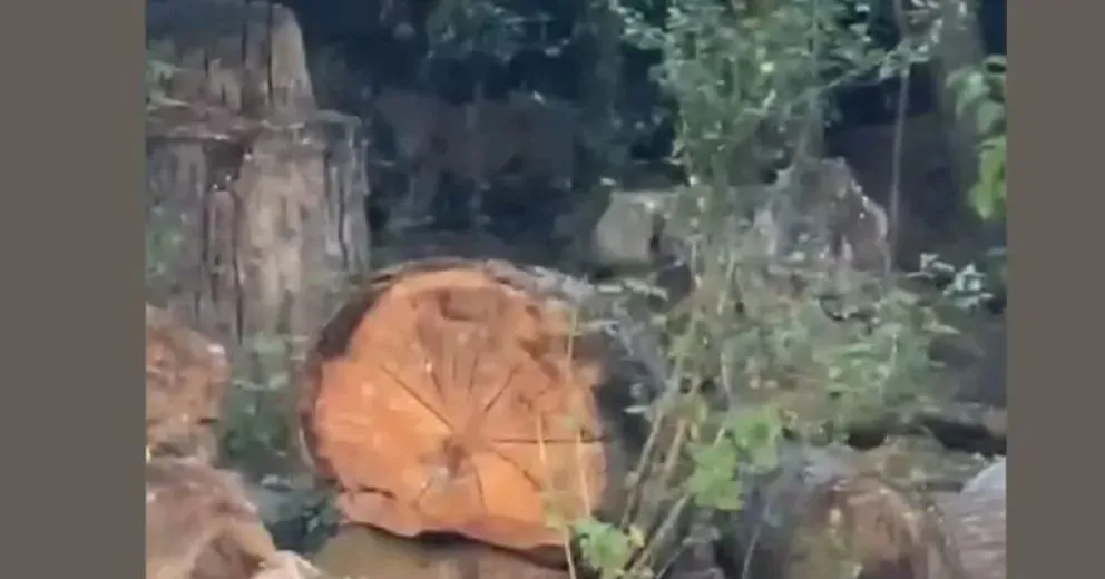 Detrás del tronco cortado, se puede ver al animal.